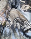 Pañuelo circular de seda Zebras africanas