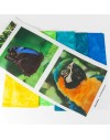 Kit Parrot - Batiks et 3 photographies imprimés 18x18cm